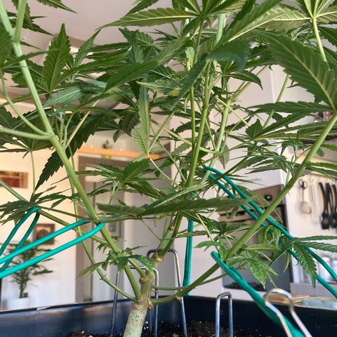 Fat Banana growlog timeline photo