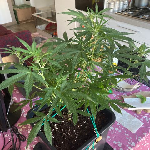Fat Banana growlog timeline photo