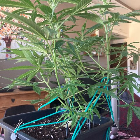 Fat Banana growlog timeline photo