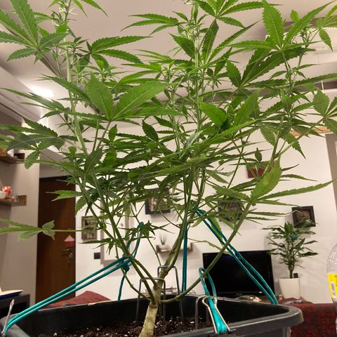 Fat Banana growlog timeline photo