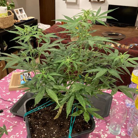 Fat Banana growlog timeline photo