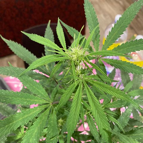 Fat Banana growlog timeline photo