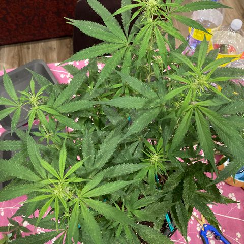 Fat Banana growlog timeline photo