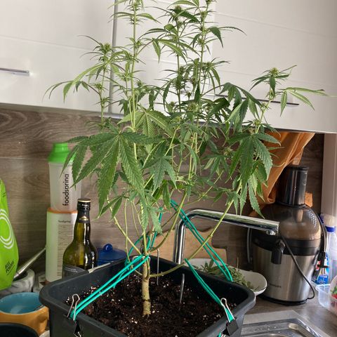 Fat Banana growlog timeline photo