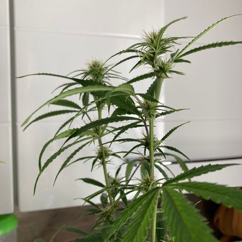 Fat Banana growlog timeline photo