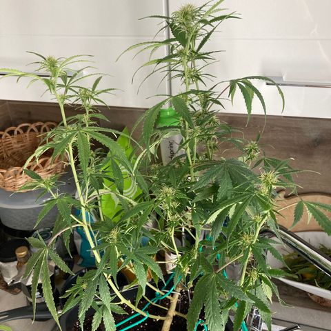 Fat Banana growlog timeline photo