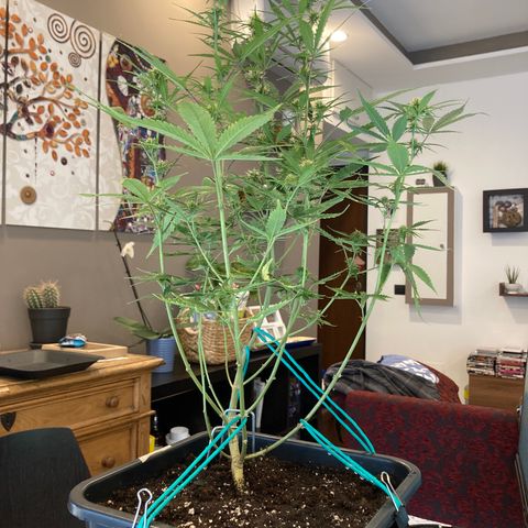 Fat Banana growlog timeline photo