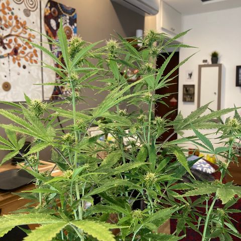 Fat Banana growlog timeline photo