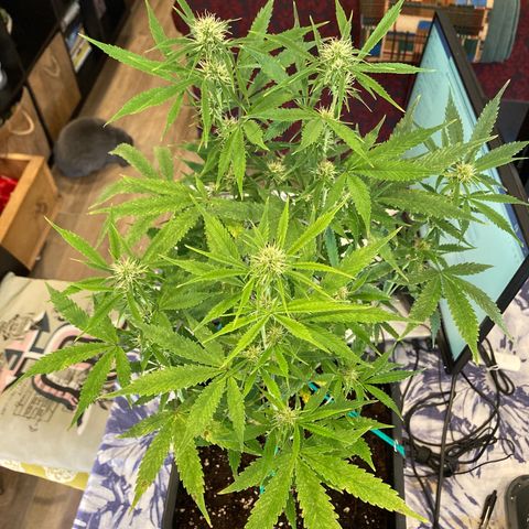 Fat Banana growlog timeline photo