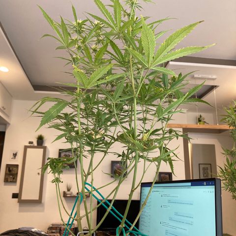 Fat Banana growlog timeline photo
