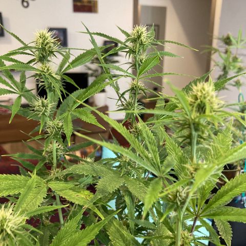 Fat Banana growlog timeline photo