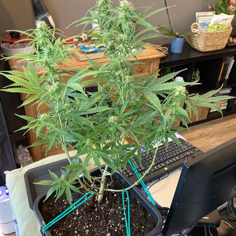 Fat Banana growlog timeline photo