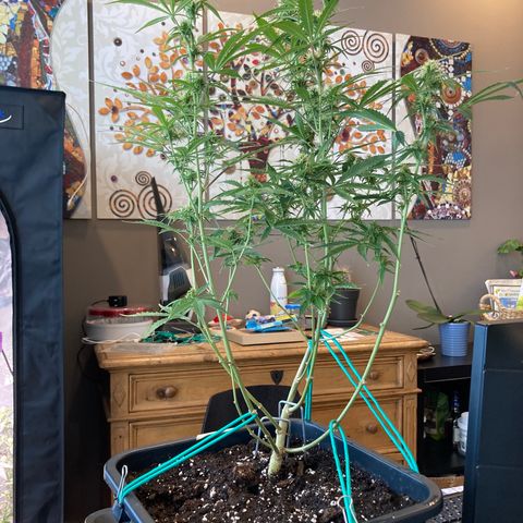 Fat Banana growlog timeline photo