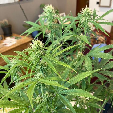 Fat Banana growlog timeline photo