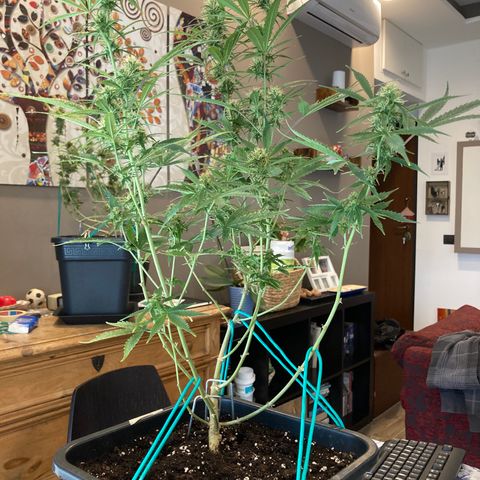 Fat Banana growlog timeline photo