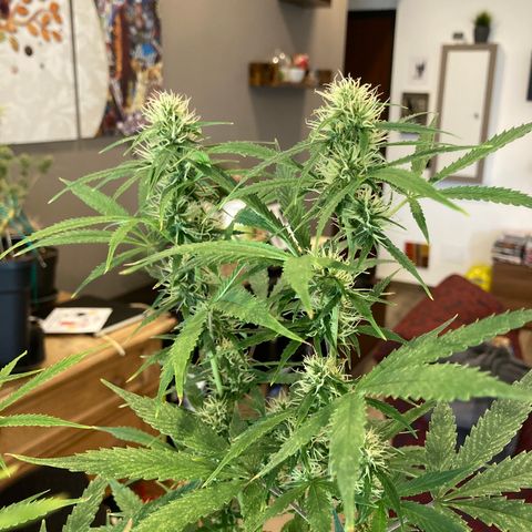 Fat Banana growlog timeline photo