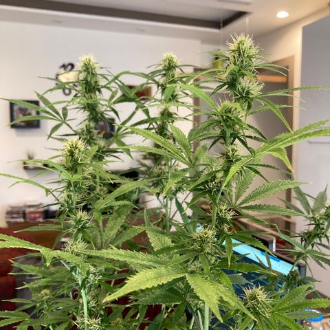 Fat Banana growlog timeline photo