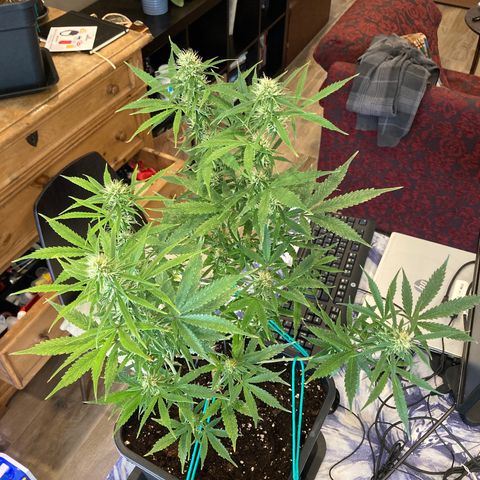 Fat Banana growlog timeline photo