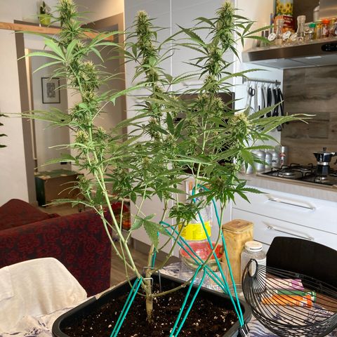 Fat Banana growlog timeline photo