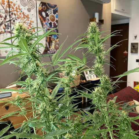 Fat Banana growlog timeline photo