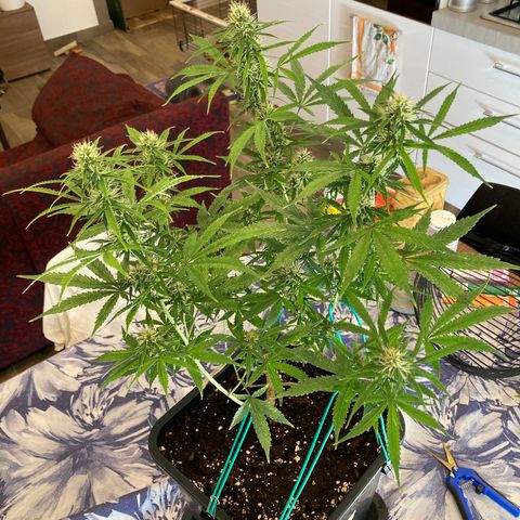 Fat Banana growlog timeline photo