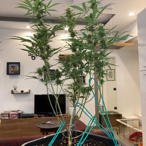 Fat Banana growlog timeline photo