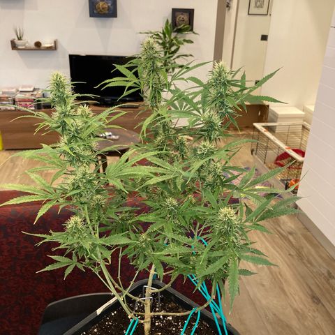 Fat Banana growlog timeline photo