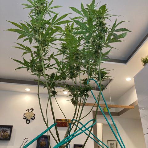 Fat Banana growlog timeline photo