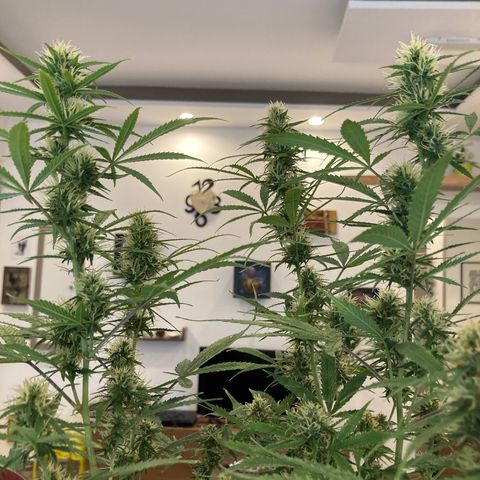 Fat Banana growlog timeline photo