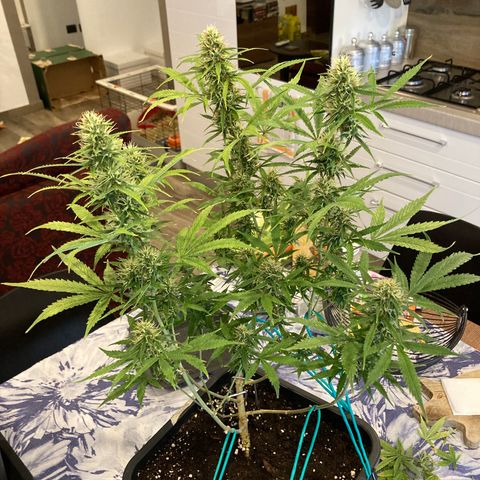 Fat Banana growlog timeline photo