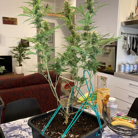 Fat Banana growlog timeline photo