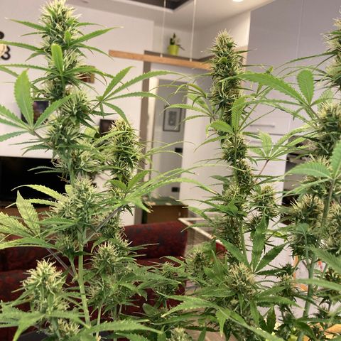 Fat Banana growlog timeline photo
