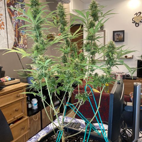 Fat Banana growlog photo: Molto bene, altezza equilibrata, fiori belli cicciotti 