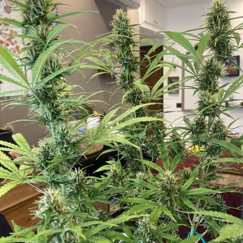 Fat Banana growlog photo: Molto bene, altezza equilibrata, fiori belli cicciotti 