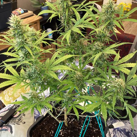 Fat Banana growlog photo: Molto bene, altezza equilibrata, fiori belli cicciotti 