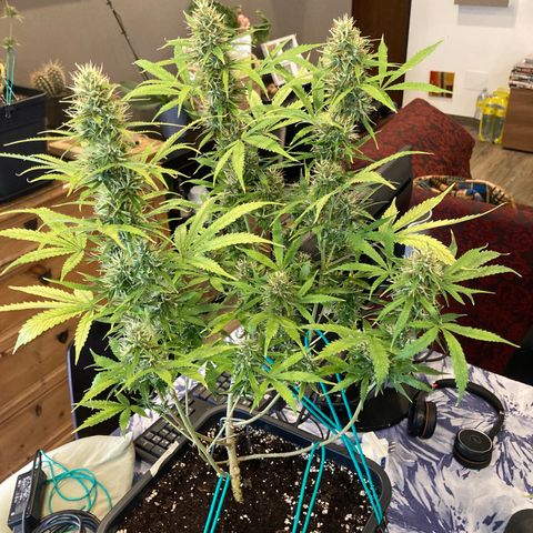 Fat Banana growlog timeline photo
