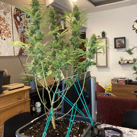 Fat Banana growlog timeline photo