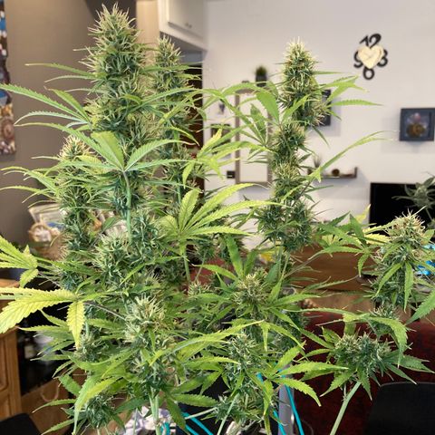 Fat Banana growlog timeline photo