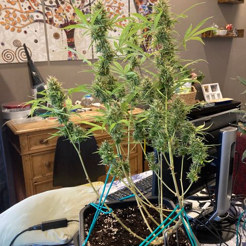 Fat Banana growlog photo: Molto bene!  Pensavo di averla potata/lollipoppata troppo .. invece è esplosa in grandi Bud che promettono molto bene e devono ancora maturare molto