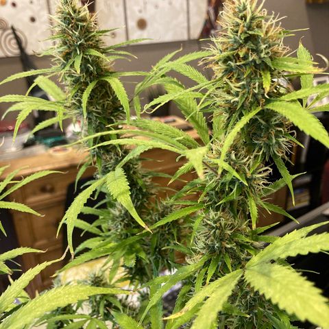 Fat Banana growlog photo: Molto bene!  Pensavo di averla potata/lollipoppata troppo .. invece è esplosa in grandi Bud che promettono molto bene e devono ancora maturare molto