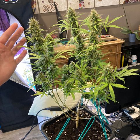 Fat Banana growlog photo: Molto bene!  Pensavo di averla potata/lollipoppata troppo .. invece è esplosa in grandi Bud che promettono molto bene e devono ancora maturare molto