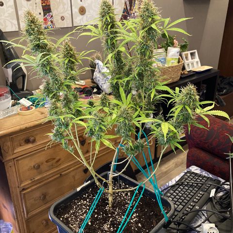 Fat Banana growlog timeline photo