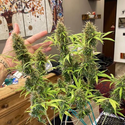 Fat Banana growlog timeline photo