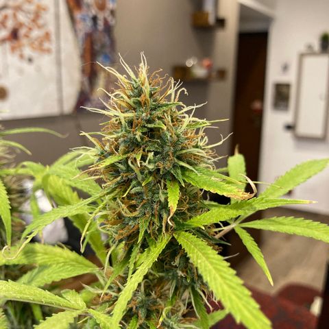 Fat Banana growlog timeline photo
