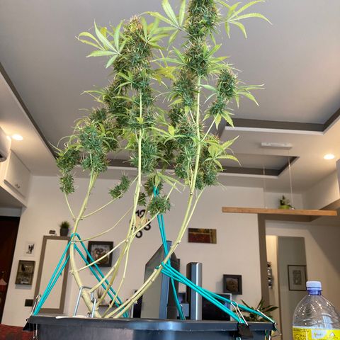 Fat Banana growlog timeline photo