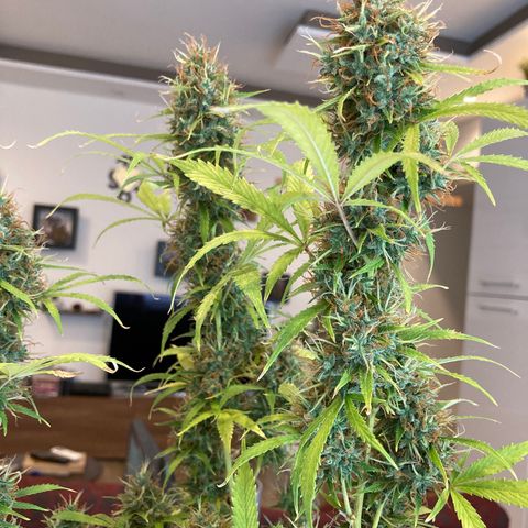 Fat Banana growlog timeline photo