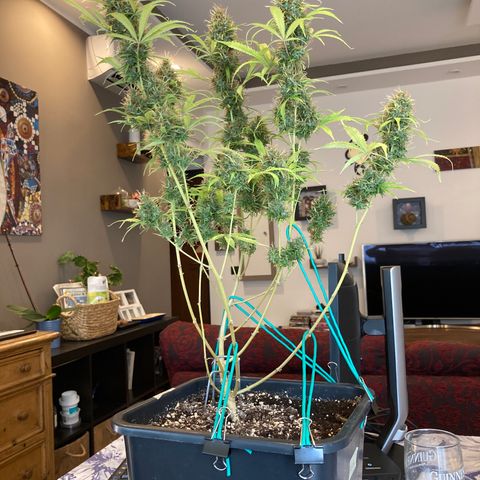Fat Banana growlog timeline photo