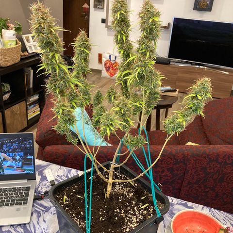 Fat Banana growlog timeline photo