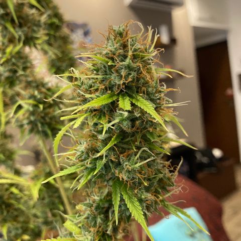 Fat Banana growlog timeline photo