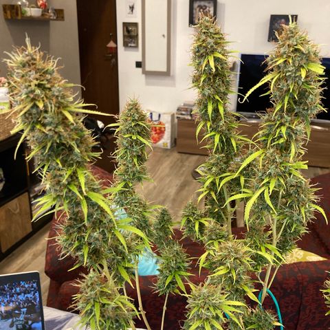 Fat Banana growlog timeline photo